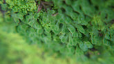 錢蘚|Riccia